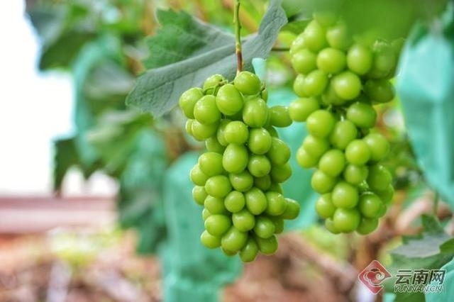网络直播推荐宾川好物 金融加速助“宾果儿”香飘万里