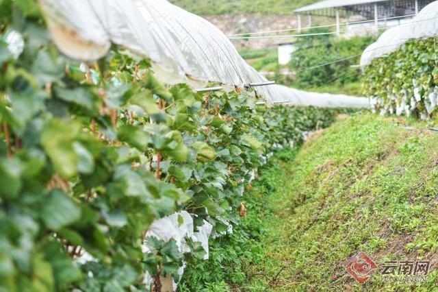网络直播推荐宾川好物 金融加速助“宾果儿”香飘万里