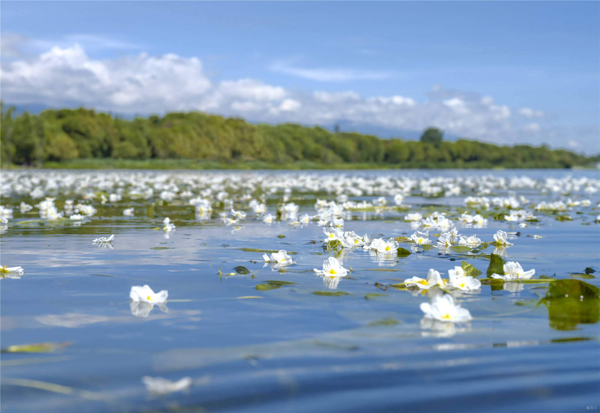 洱海、海菜花1.jpg