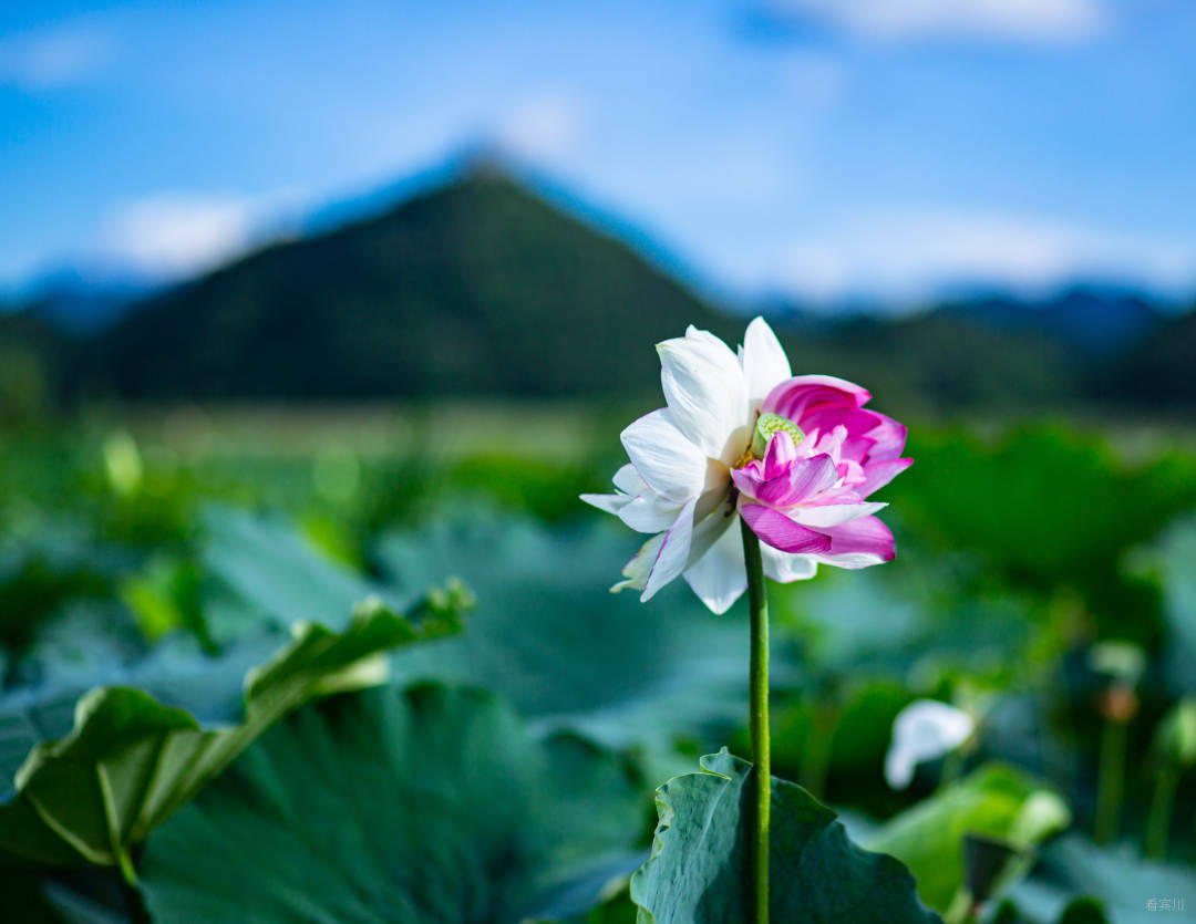 双色并蒂莲1（王显涌摄影）.jpg?x-oss-process=style/w10