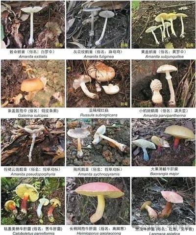 菌子.jpg