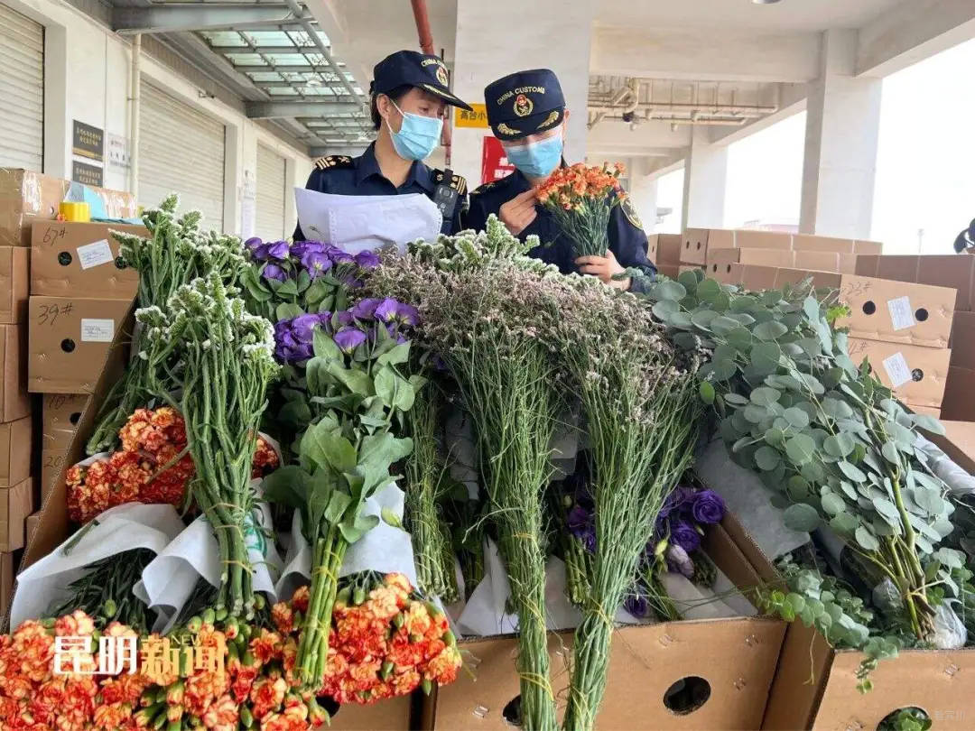 昆明长水机场海关关员在货运监管现场对出口鲜切花进行查验 张晔 摄.jpg